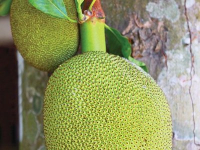 Exploring the Versatility of Jackfruit: Delicious Recipes&nbsp;Await!