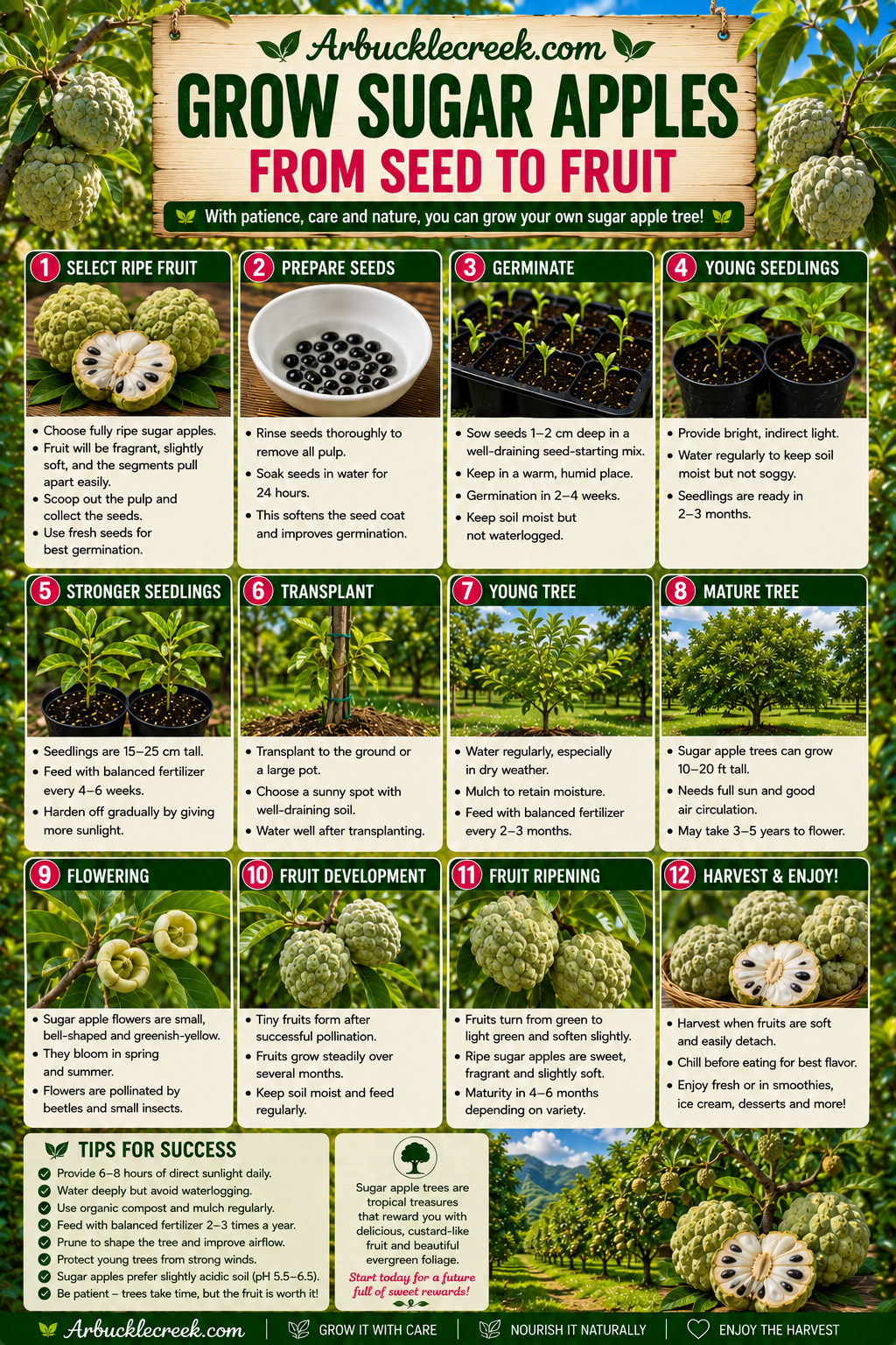 Growing Sugar apples from seed to fruit (downloadable)