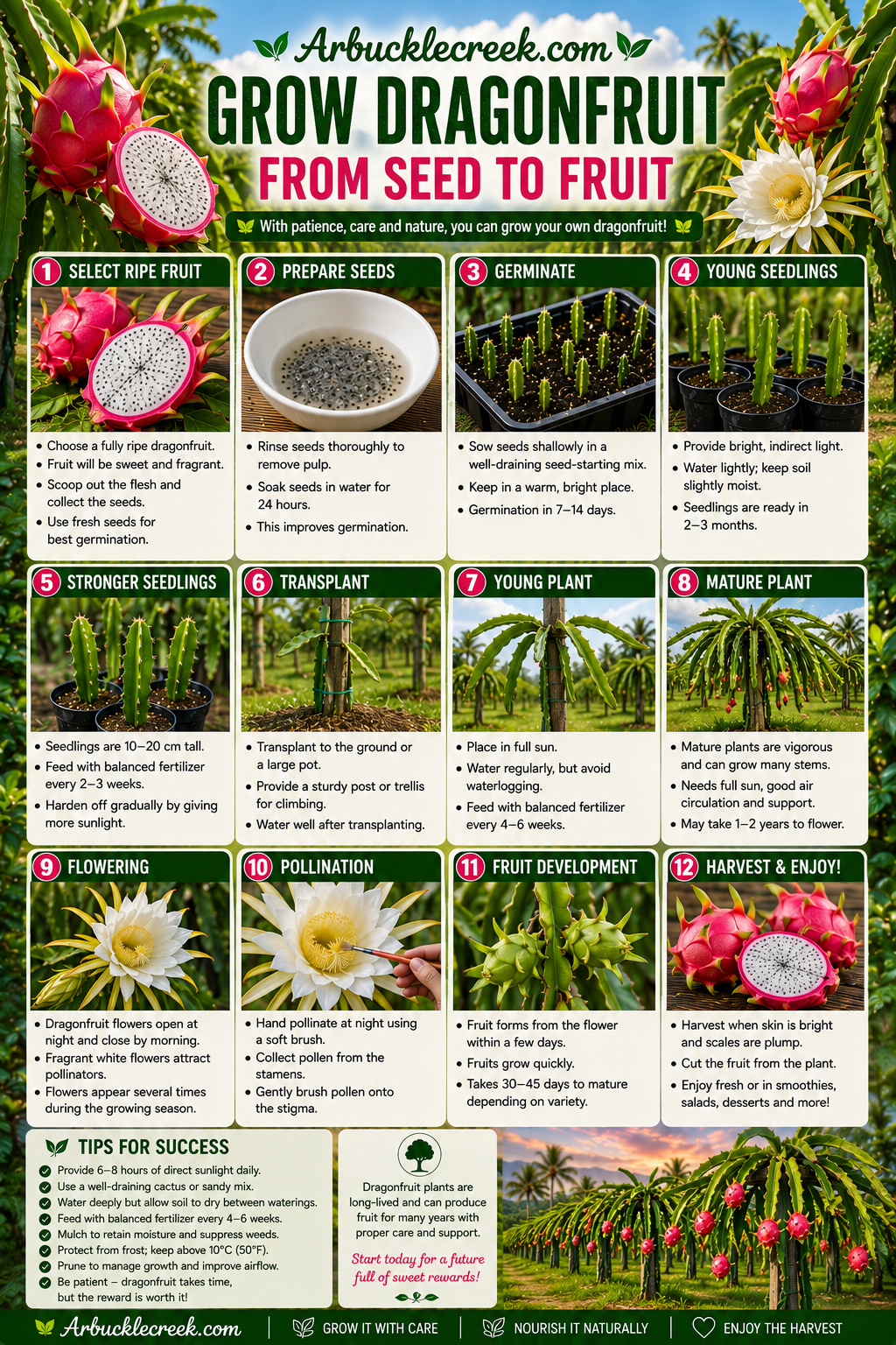 Growing Dragonfruit from seed to fruit (downloadable)