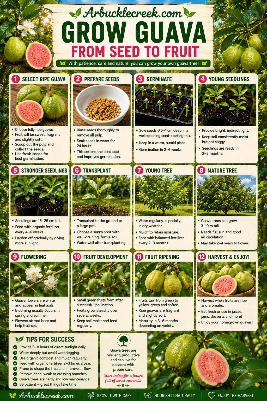 Growing Guava from seed to fruit (downloadable).