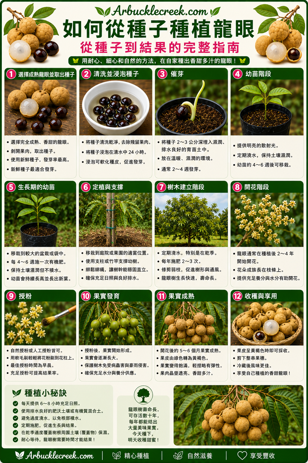 Growing longan from seed to fruit (mandarin)