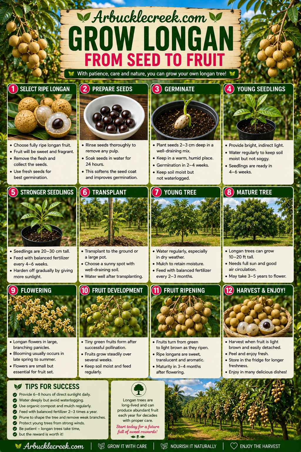 Growing Longan from seed to fruit (downloadable)