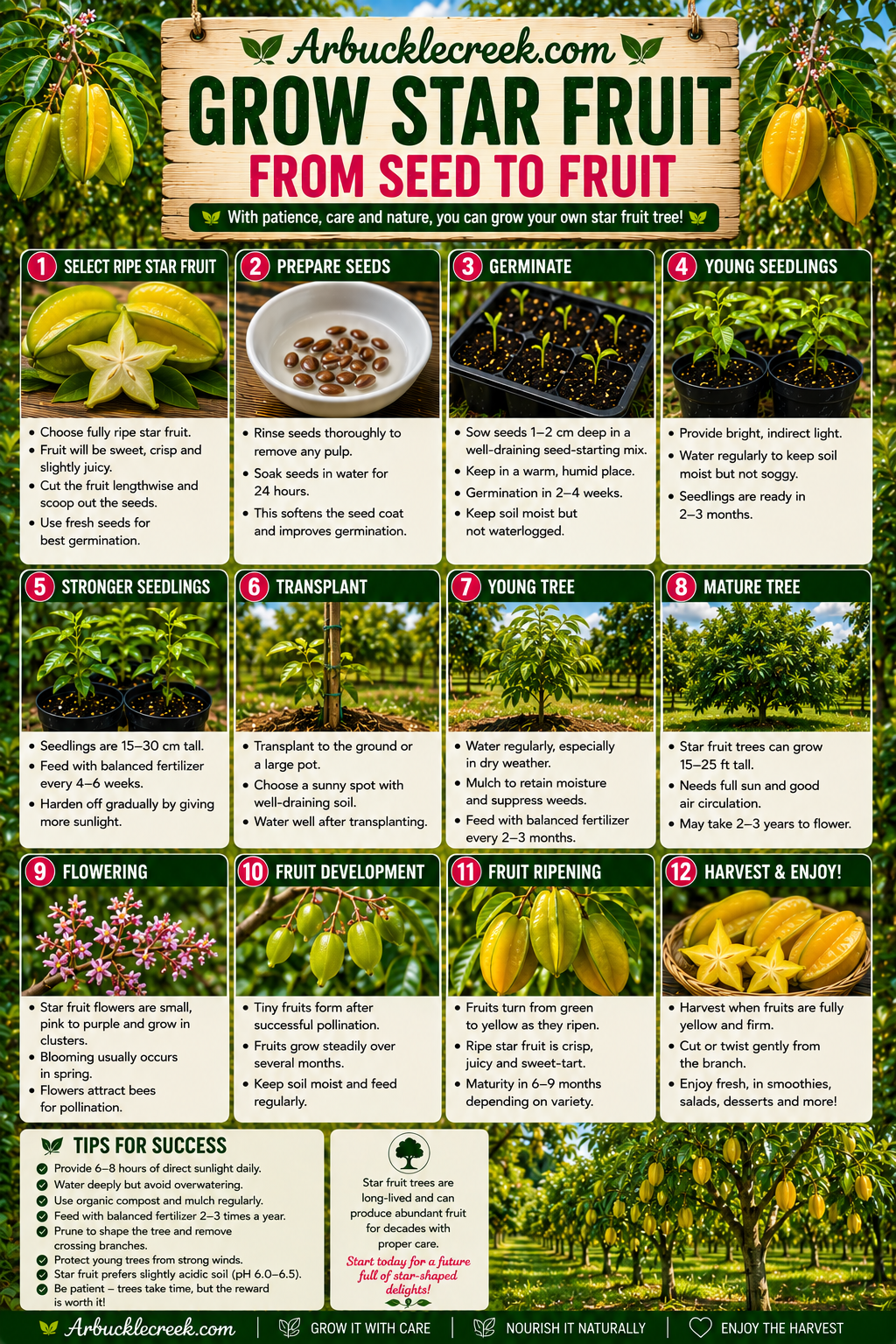 Growing Star fruit from seed to fruit (downloadable)